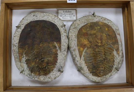 A fossilised trilobite framed in two parts H.32cm, W.45cm